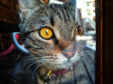 橱窗里的猫微距大眼睛