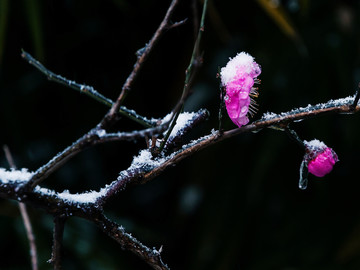 雪中梅花