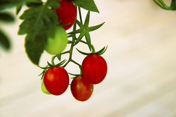圣女果 小西红柿种植