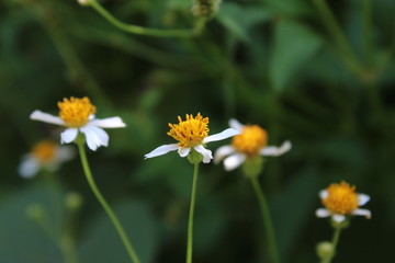 野生小野菊