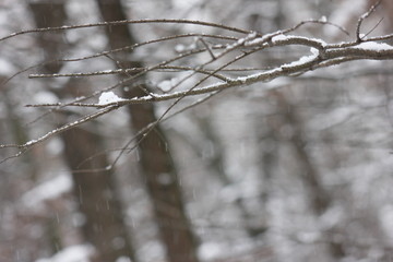 南方的雪