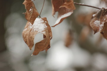 南方的雪