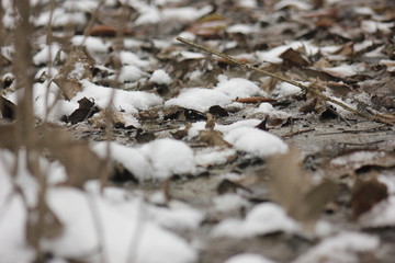 南方的雪