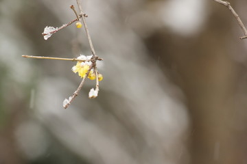 南方的雪