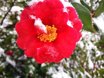 江南的雪