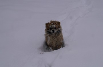 雪地小狗
