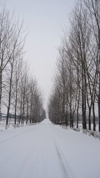 雪天白杨树