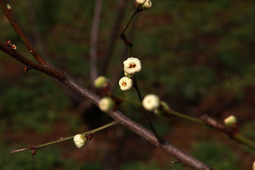 南京春色 花朵盛开 姹紫嫣红