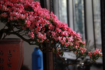 南京春色 花朵盛开 姹紫嫣红