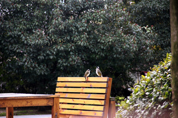 公园长椅上的两只鸟儿