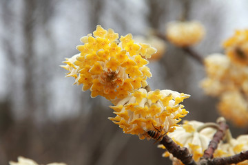 南京春色 花朵盛开 姹紫嫣红