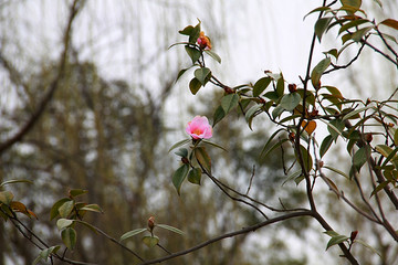 南京春色 花朵盛开 姹紫嫣红