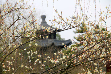 南京春色 花朵盛开 姹紫嫣红