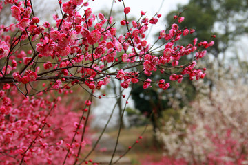 南京春色 花朵盛开 姹紫嫣红