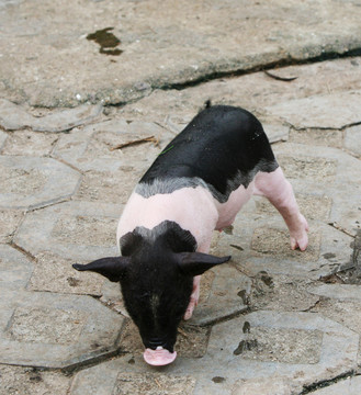 小猪崽 香猪 猪娃 黑背猪