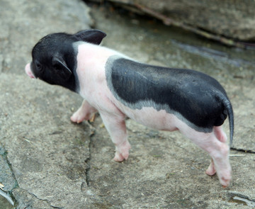 猪仔 猪娃 小猪崽 哺乳动物