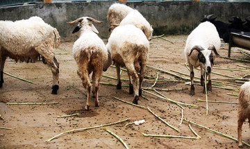 圈养羊 羊 羊素材