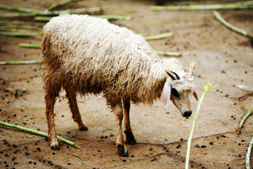 长毛羊 羊 羊素材