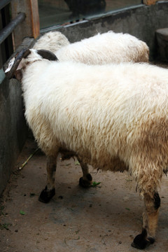 羊毛 羊 羊素材