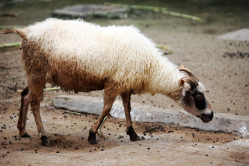 羊 羊素材