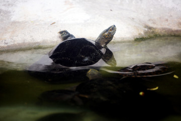 小乌龟 水中乌龟