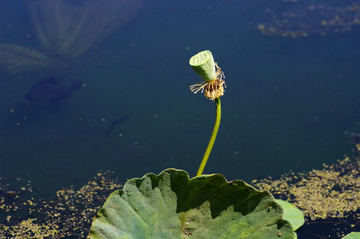 荷花