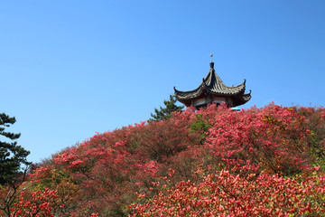 龟山杜鹃花海亭子