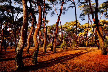 韩国树林