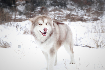 雪地上的雪橇犬
