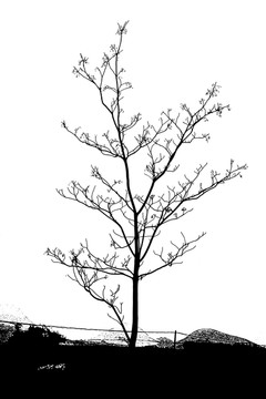 黑白树