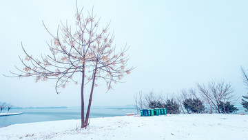 云龙湖风景区雪景网红树