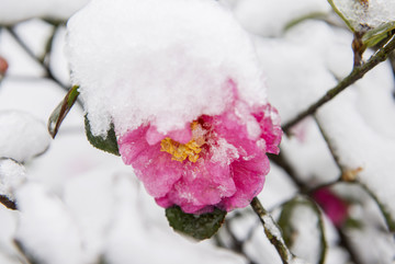雪中的茶花