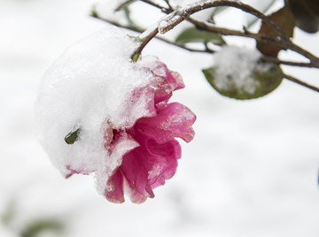 雪中的茶花