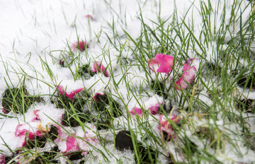 雪中的花瓣