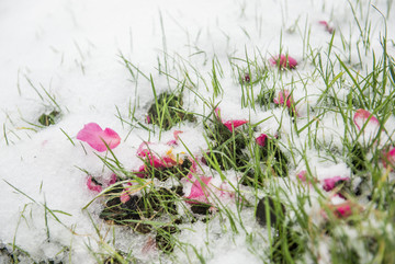 雪中的花瓣