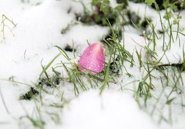 雪中的花瓣