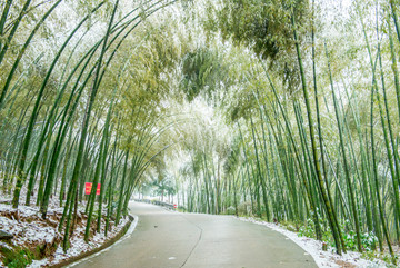 雪中竹林