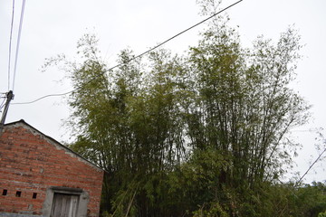 房子旁边的新竹