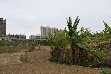 香蕉树种植