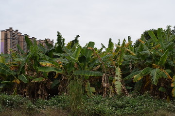 香蕉树树丛