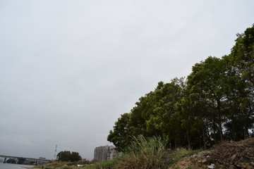 东江沿岸树木