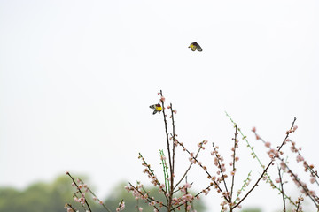 意境梅花