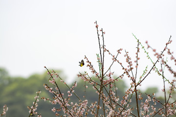 意境梅花