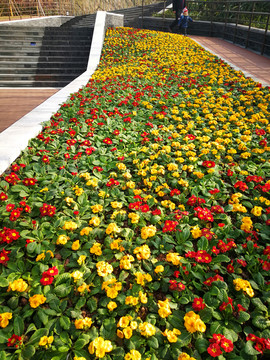 鲜花港