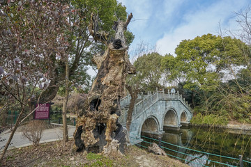 古桥 枯树