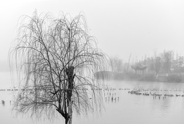 枯枝 柳树 湖泊 浓雾 水墨风