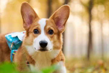 彭布罗克威尔士柯基牧牛犬