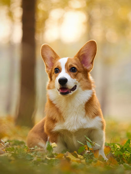 彭布罗克威尔士柯基牧牛犬