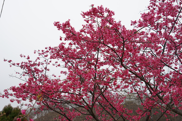 樱花 樱花树