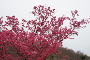 樱花 樱花树